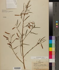 Aeschynomene indica image