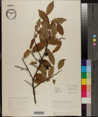 Prunus umbellata image