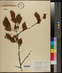 Prunus umbellata image