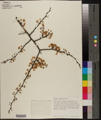 Prunus umbellata image