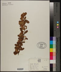 Pyracantha coccinea image