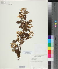 Rubus argutus image