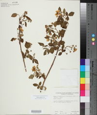 Rubus argutus image