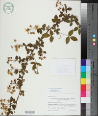 Rubus argutus image