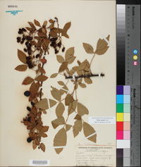 Rubus argutus image