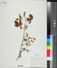 Rubus argutus image