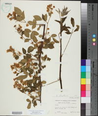 Rubus argutus image