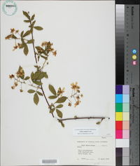 Rubus argutus image