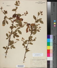 Rubus argutus image