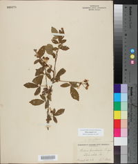 Rubus argutus image