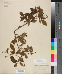 Rubus argutus image