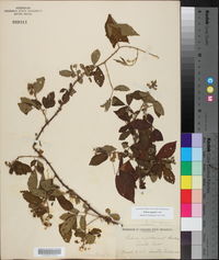 Rubus argutus image