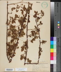 Rubus argutus image
