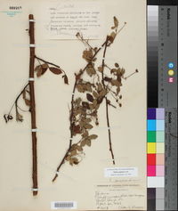 Rubus argutus image