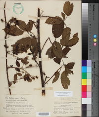 Rubus argutus image