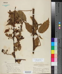 Rubus argutus image