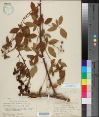 Rubus argutus image