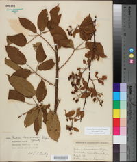 Rubus argutus image