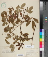 Rubus argutus image