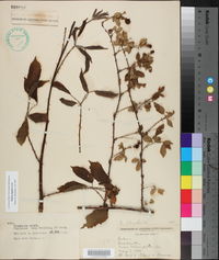 Rubus argutus image