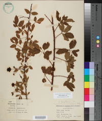 Rubus argutus image