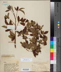 Rubus argutus image