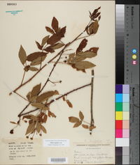 Rubus argutus image