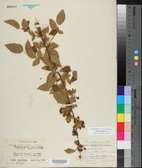 Rubus argutus image