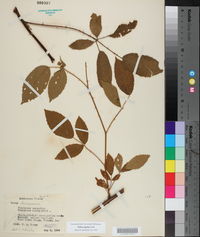 Rubus argutus image