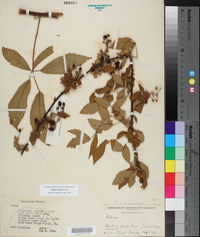 Rubus argutus image