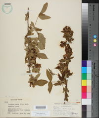 Rubus argutus image