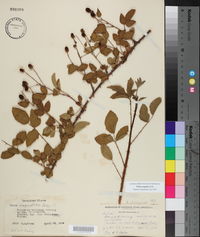 Rubus argutus image