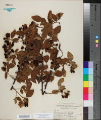 Rubus argutus image