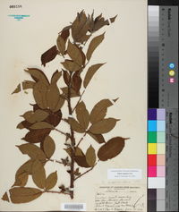 Rubus argutus image