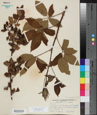 Rubus argutus image