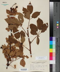 Rubus argutus image