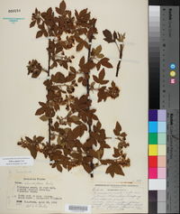 Rubus argutus image