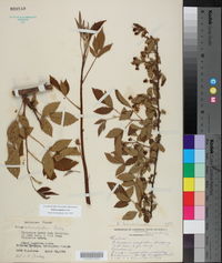 Rubus argutus image