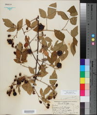 Rubus argutus image