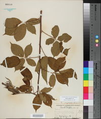 Rubus argutus image