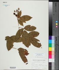 Rubus argutus image