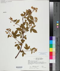 Rubus argutus image