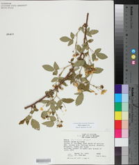 Rubus argutus image