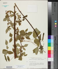 Rubus argutus image