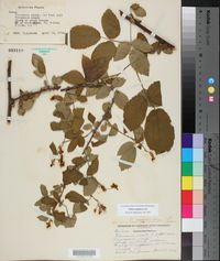 Rubus argutus image