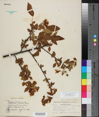 Rubus argutus image