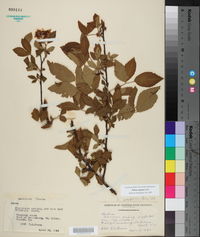 Rubus argutus image