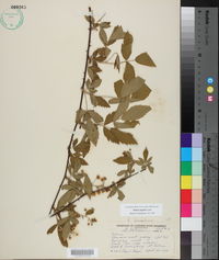 Rubus argutus image