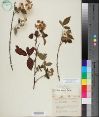Rubus argutus image