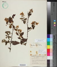 Rubus argutus image